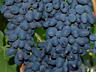 Продам саженцы винограда Молдова 20 р..... Аркадия 30 руб. Лидия 25 р.