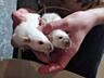 Породистые сиамские крысята Дамбо