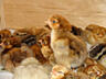 Суточные цыплята в Тирасполе