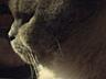 Вязка вислоухого шотландца Молодой кот Поинт с затемненным корпусом.