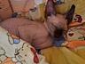 Очаровательные Котята канадского сфинкса готовятся к продаже.