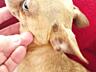 Продам щенков чихуахуа мини от породистых родителей