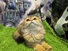 Scottish fold