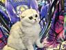 Scottish fold