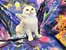 Scottish fold