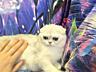 Scottish fold