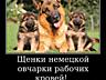 Щенки немецкой овчарки стандартного окраса!