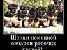 Щенки немецкой овчарки стандартного окраса!