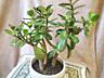 Денежное дерево, Crassula из Южной Африки, приносит достаток в дом!