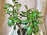 Денежное дерево, Crassula из Южной Африки, приносит достаток в дом!