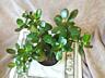 Денежное дерево, Crassula из Южной Африки, приносит достаток в дом!