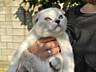 Чистокровные шотландские котята