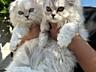 Чистокровные шотландские котята