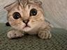 Продам вислоухого котенка