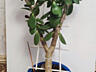 Продам цветок Денежное дерево