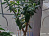 Продам цветок Денежное дерево