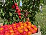 Pomi fructiferi! Vișini, caiși (абрикос), pruni (perj), prăsazi