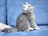 Шотландский котенок окрас "Вискас"