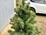 Продам елку 1,5м 800руб