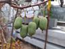 Kiwi arguta. Kiwi, puieti. Dulci, fara par, -25-30 grade. Kиви аргута.