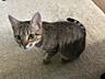 Отдам в хорошие руки кошку