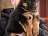 Щенки Немецкой овчарки!