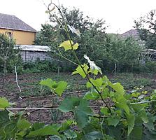 Lot de pamant 6 ari - Dumbrava - Toate comunicatiile sunt linga lot