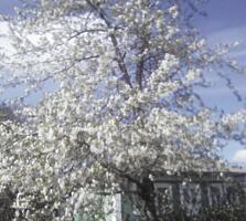 Продаётся два жил дома на участке 20 сот +10 сот на поле Село Кирилень