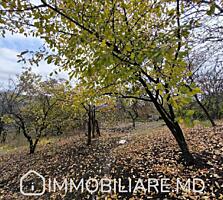 Teren pomicol, com. Dumbrava Vă propunem spre vânzare un teren ...