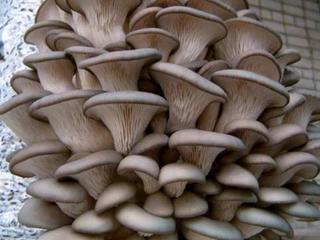 Окажу помощь в создании производства по выращиванию грибов вешенки