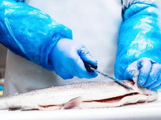 Lucru la fabrică de pește roșu în Europa.