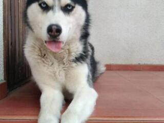 Сибирский хаски, вязка, кобель.