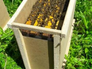 Продаются пчелы: пчелосемьи и пчелопакеты