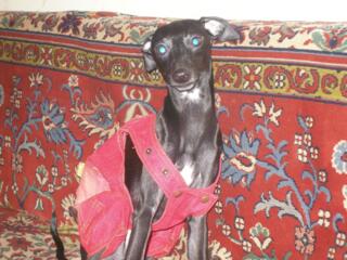 Переноска для кошек собак, комбинезоны ботиночки кроватка