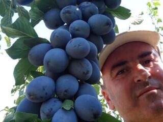 Pomi fructiferi! Vișini, caiși (абрикос), pruni (perj), prăsazi