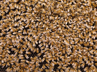 Пчелы 2 семьи, с медом без откачки по 100$, торг