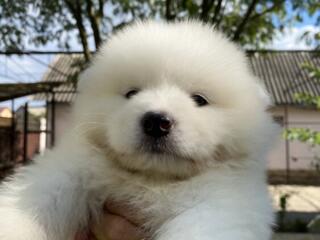 Щенок Самоеда