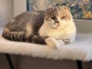 Недорого! Чистокровный шотландский котик Scottish fold!