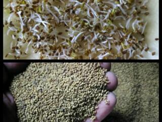 Семена: Люцерны, Суданки, Фацелии.