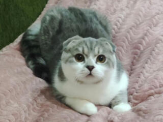 Недорого! Чистокровный шотландский котик Scottish fold