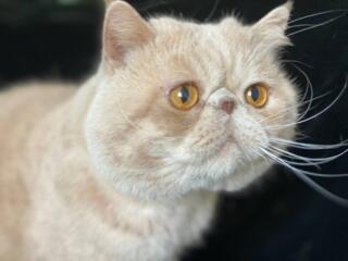 Кот короткошёрстный экзот приглашает на вязку. Вязка. Экзот.