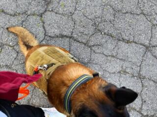 Рабочий кобель малинуа вязка