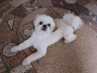 Ши-тцу кобель ищет невесту.