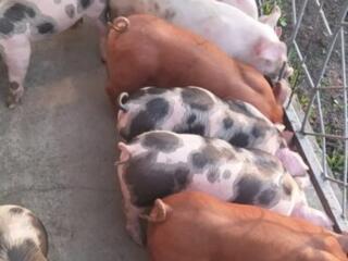 Продам поросят мясной породы