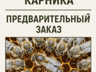 Матки пчелиные продаю.