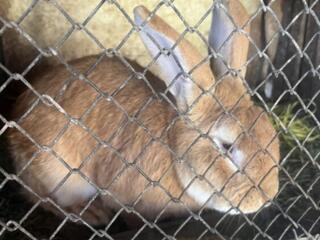 Продам кролик