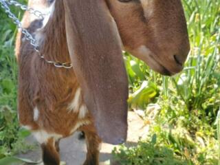 Продаётся 100% нубийская козочка