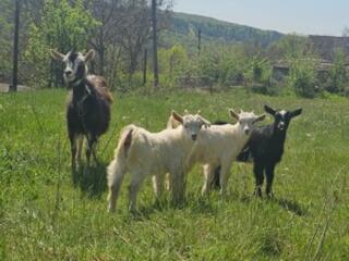 Дойная коза с козлятами