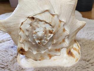 Ракушка большая для интерьера. Центр.