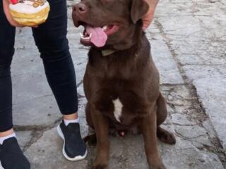 Ищем невесту для случки. Нам два года.